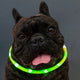 LED Charging dog collar