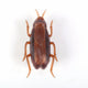 Battery-Powered Cockroach & Mouse Toy For Cats, Electronic Cockroach, Fun Cat Toy