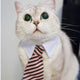 Cat Toy Cat Costume Clip Tie for Cats and Dogs, Cat Collar