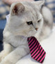 Cat Toy Cat Costume Clip Tie for Cats and Dogs, Cat Collar