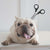 Halloween French Bulldog Dog Headwear, Funny Dog Costume