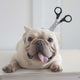 Halloween French Bulldog Dog Headwear, Funny Dog Costume