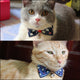 Pet Bow Tie, Assorted Designs, Anchor Pattern Cat Collar, Cat Tie, Cat Costume, Cat Bow Tie Xiao